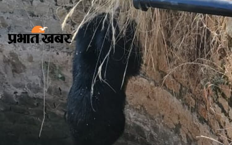 झारखंड : कुआं में गिरा जंगली भालू, सीढ़ी लगाकर ऐसे किया गया रेस्क्यू