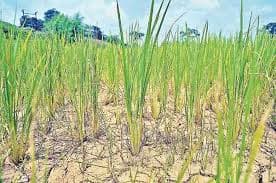 सासाराम में कड़ी धूप से मुरझा रहे खेत में लगे धान के पौधे