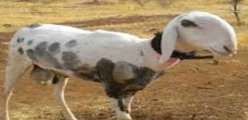 साहिबगंज जहाज हादसे में तीन और हाइवा गंगा से बरामद, अब तक लापता चालक का नहीं मिला सुराग