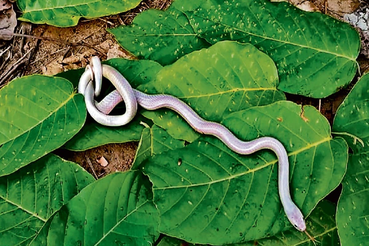 Explainer: बारिश शुरू होते ही झारखंड में मिलने लगीं सांपों की ये प्रजातियां, जानें उनके बारे में रोचक बातें