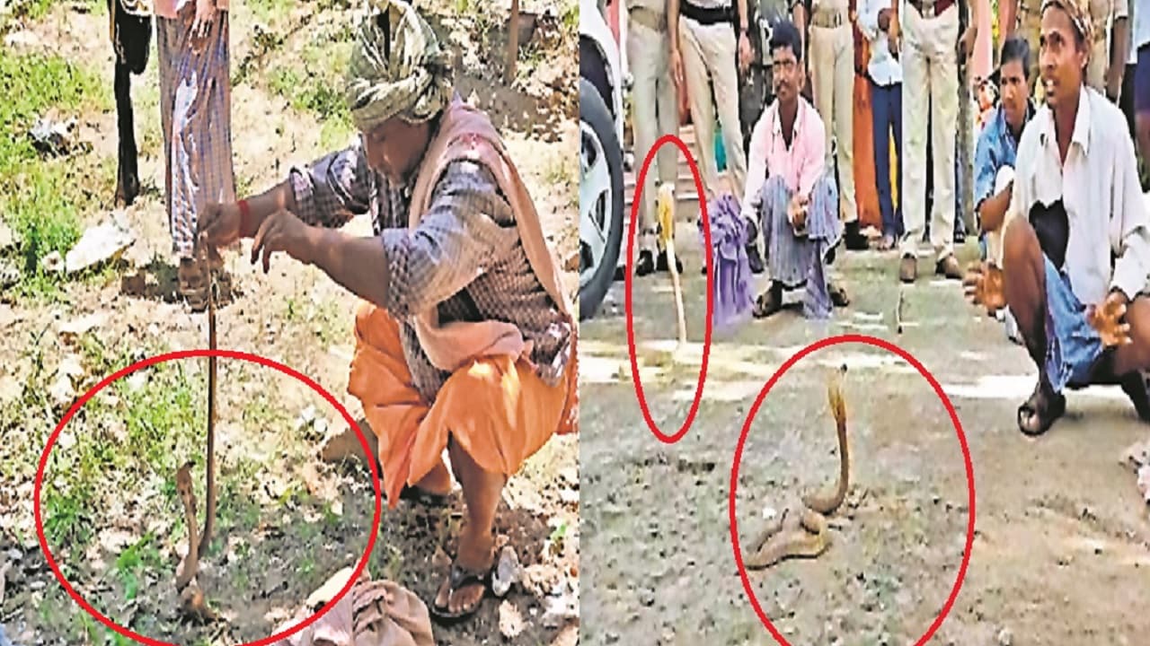 बिहार: पुलिस चौकी से निकले दर्जन भर जहरीले कोबरा सांप, बीन बजाने लगे सपेरे, नजारा देख एसपी भी रह गए दंग बिहार: पुलिस चौकी से निकले दर्जन भर जहरीले कोबरा सांप, बीन बजाने लगे सपेरे, नजारा देख एसपी भी रह गए दंग
