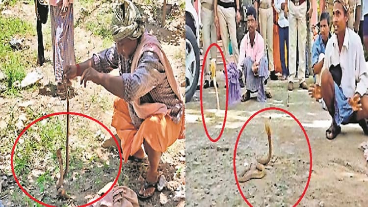 बिहार: पुलिस चौकी से निकले दर्जन भर जहरीले कोबरा सांप, बीन बजाने लगे सपेरे, नजारा देख एसपी भी रह गए दंग