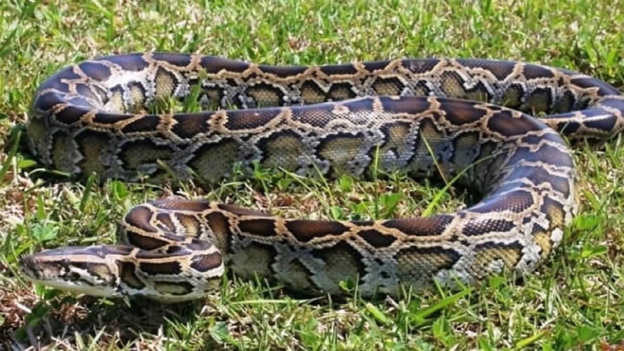 Snake News: बिहार में BDO साहेब के साथ रह रहा था जोड़ा अजगर, गर्मी में आवास से निकले बाहर तो सब रह गए दंग