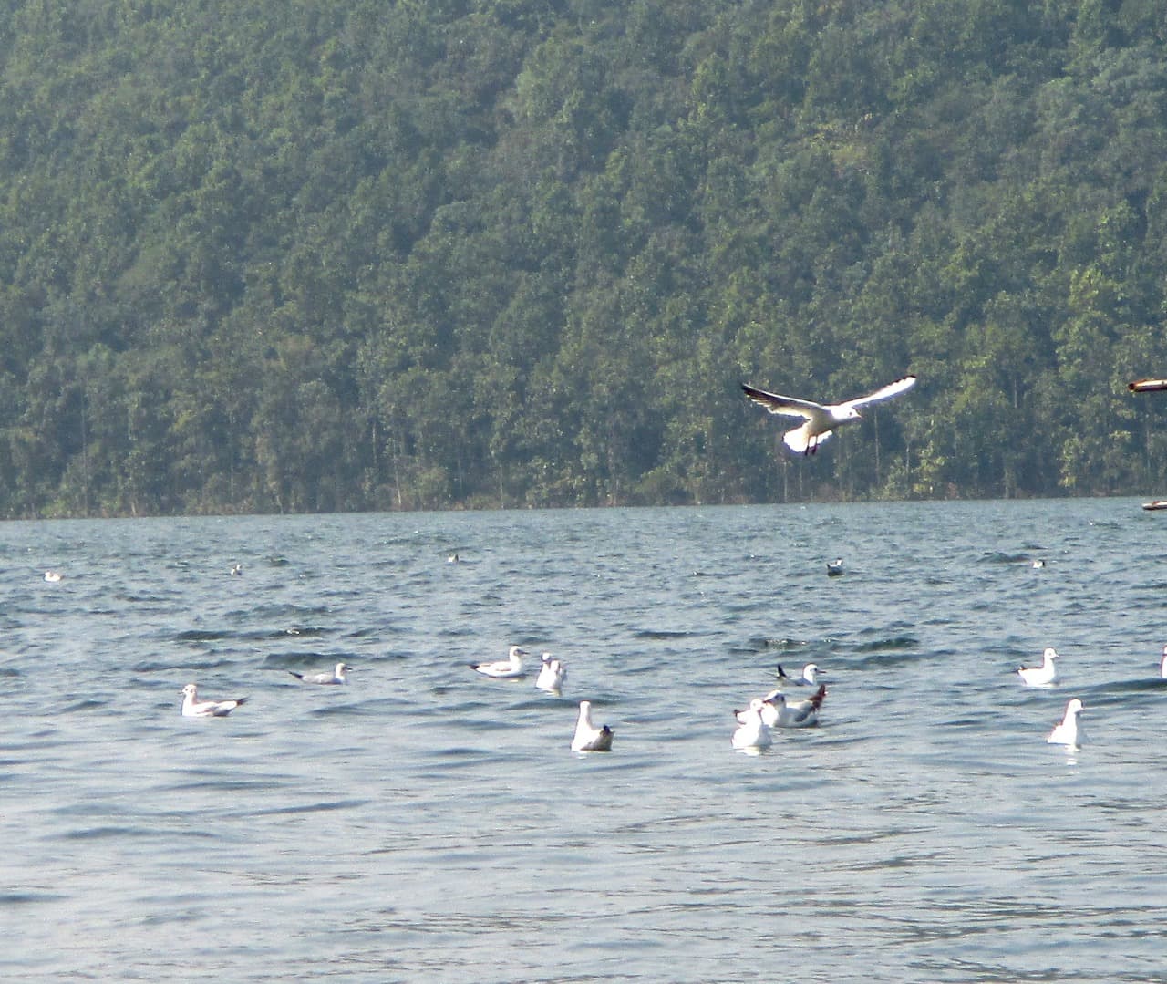 सैलानियों का मन मोह रहे सात समुंदर पार से आये विदेशी परिंदे