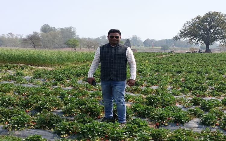 Strawberry Cultivation: पहले बंजर थी जमीन, अब स्ट्रॉबेरी की खेती कर लाखों में कमाई कर रहे पलामू के किसान