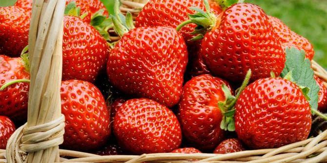 Strawberries Cultivation In Jharkhand : ITI पास ट्रेलर ड्राइवर बना सफल किसान, जैविक खाद व गोबर से कर रहा स्ट्रॉबेरी की खेती, नयी तकनीक की हो रही सराहना