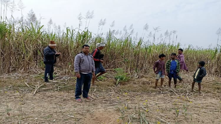 12 हाथियों का झुंड गुमला के पूर्वी क्षेत्र में घुसा, खड़ी फसलों को रौंदा, लाखों रुपये का हुआ नुकसान