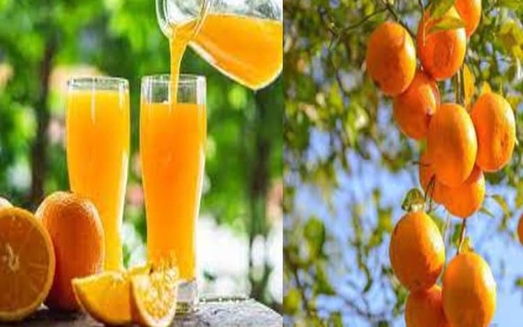 Kinnu Benefits: किन्नू के जूस के सेवन से मिलते हैं ढेरों फायदे, कई बीमारियों के लिए है रामबाण