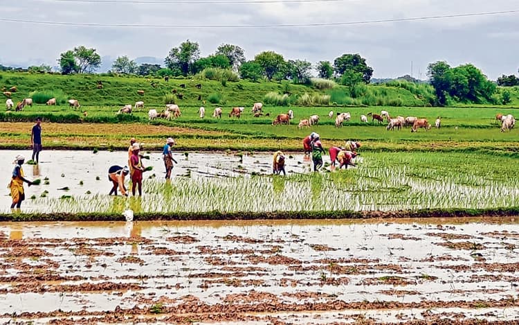 जमशेदपुर में सबसे कम, चाकुलिया और धालभूमगढ़ में हुई अधिक बारिश, फसलों के बुआई पर पड़ा असर