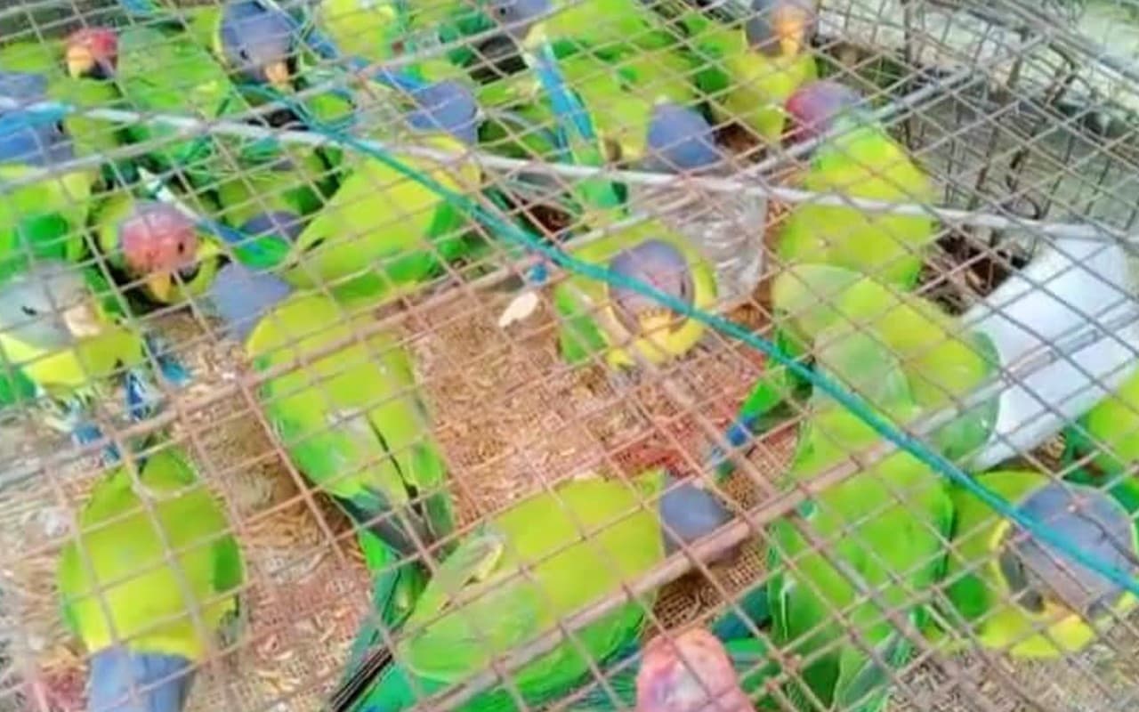 West Bengal: कार से हो रही थी 200 पक्षियों की तस्करी, दो तस्कर को वन विभाग ने किया गिरफ्तार