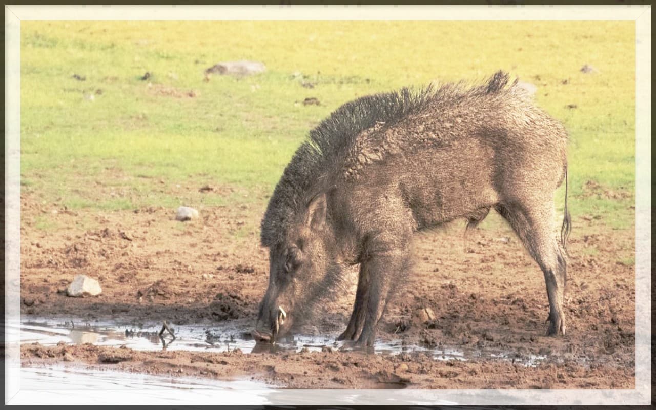 सासाराम में आदमखोर बना जंगली सूअर, एक व्यक्ति को मार डाला, बच्ची समेत तीन हुए घायल