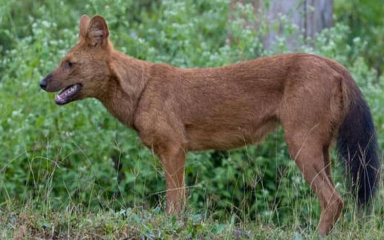 झारखंड के बेतला नेशनल पार्क से लुप्त हो गये वाइल्ड डॉग!, 2010 के बाद से नहीं दिखा कोइया, जानें कारण