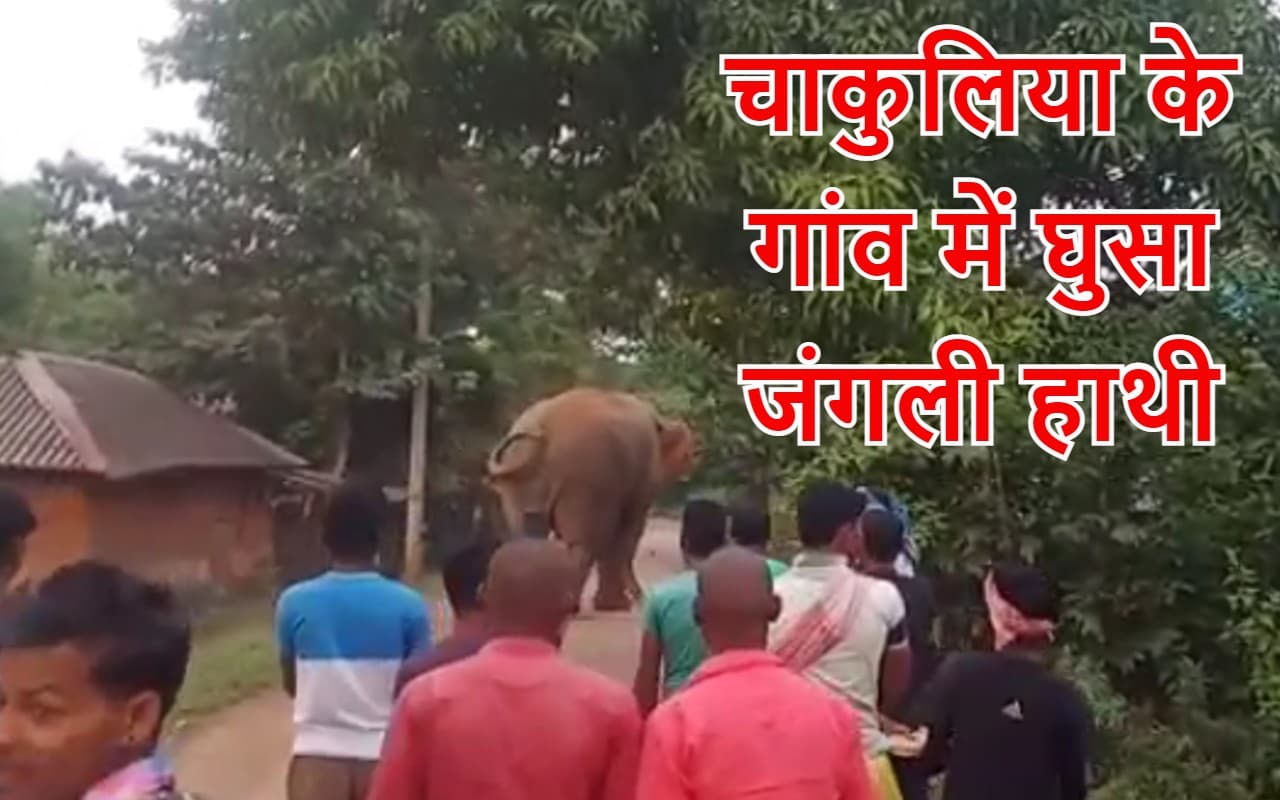 Wild Elephant in Chakulia: दीपावली के दिन चाकुलिया के गांव में आ गया जंगली हाथी, फिर देखिए क्या हुआ