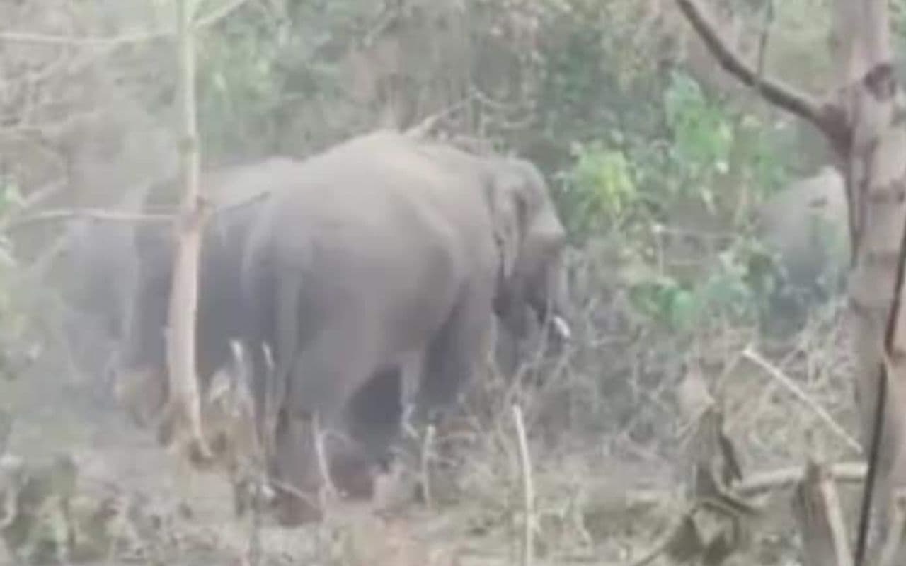 झारखंड के 19 जंगली हाथी बीरभूम में घुसे, दहशत में ग्रामीण, रात भर दे रहे पहरा