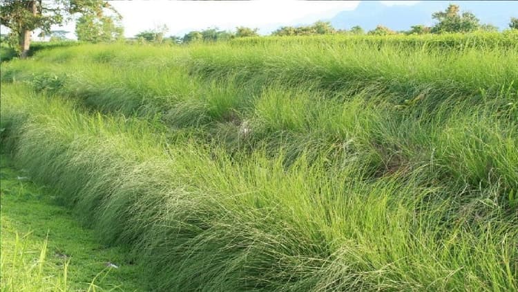 गया में जमीन विवाद का मामला सुलझाने गई राजस्व अधिकारी बनीं किसान, महिला किसानों के साथ की धान की रोपनी