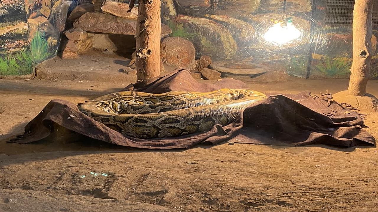 PHOTOS: पटना जू में कंबल से गर्मी लेते अजगर व चिम्पांजी, बाघ को मिला हीटर, देखें ठंड से कैसे पा रहे राहत