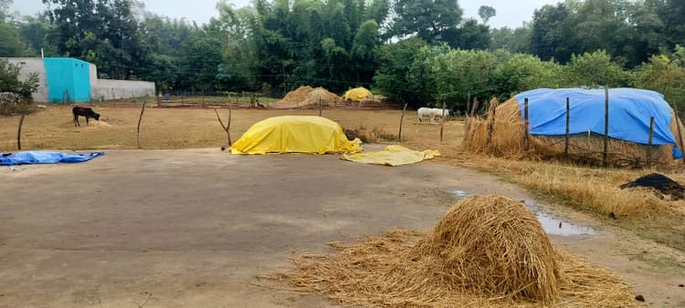 गुमला में मिचौंग ने मचाई तबाही, धान की फसल बर्बाद, किसान बेहाल