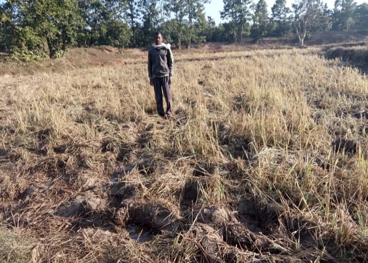 पलामू : हाथियों के झुंड ने धान को पहुंचाया नुकसान, मुआवजे की मांग