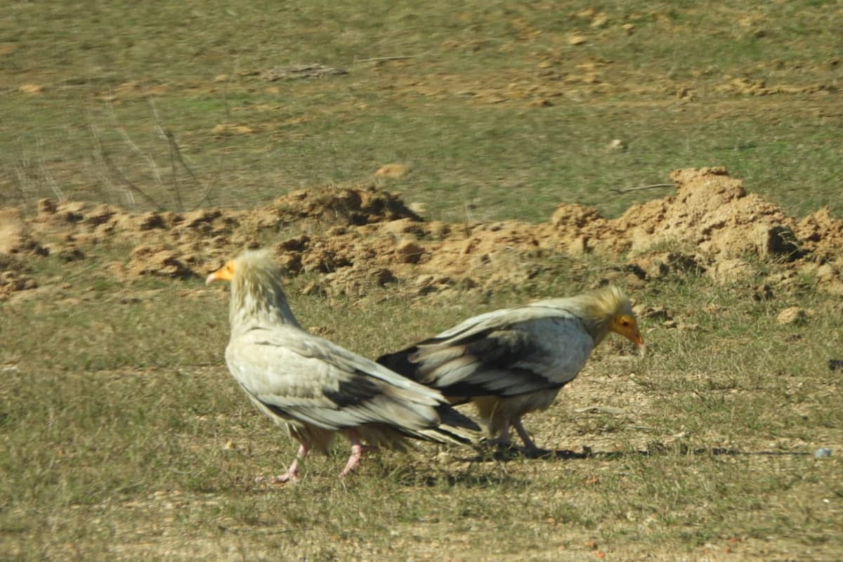 हजारीबाग: मेहमान पक्षियों को रास नहीं आ रहा लोटिया डैम! आखिर क्या है कारण?