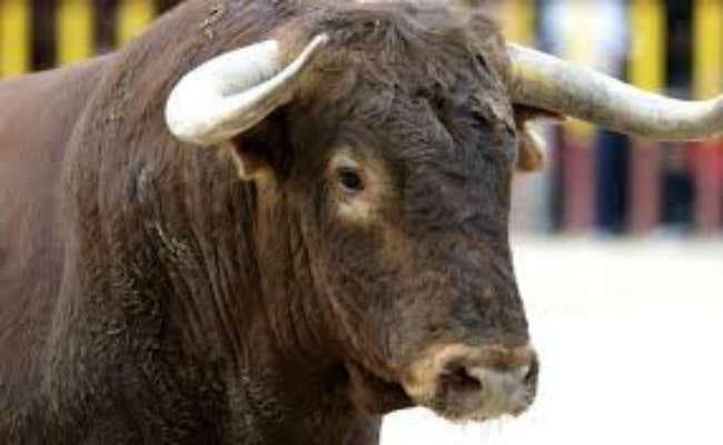 माकपा कर्मियों पर सांड़ का हमला, 15 घायल