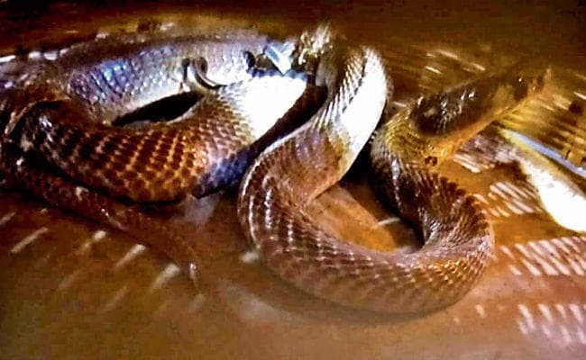 भागलपुर : ...जब नाग-नागिन से शोभा ने किया घंटों संघर्ष, नागिन को रस्सी से बांधा पर नहीं झेल पायी जहर