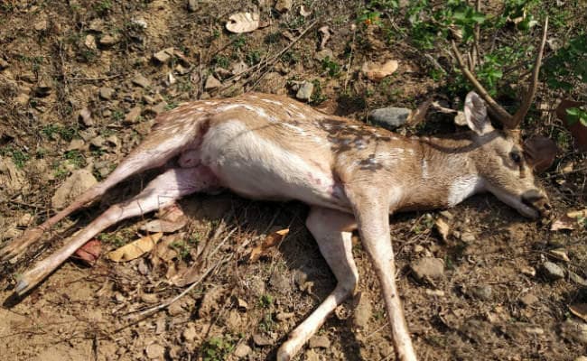 चौपारण के जंगल में नर हिरन की दर्दनाक मौत