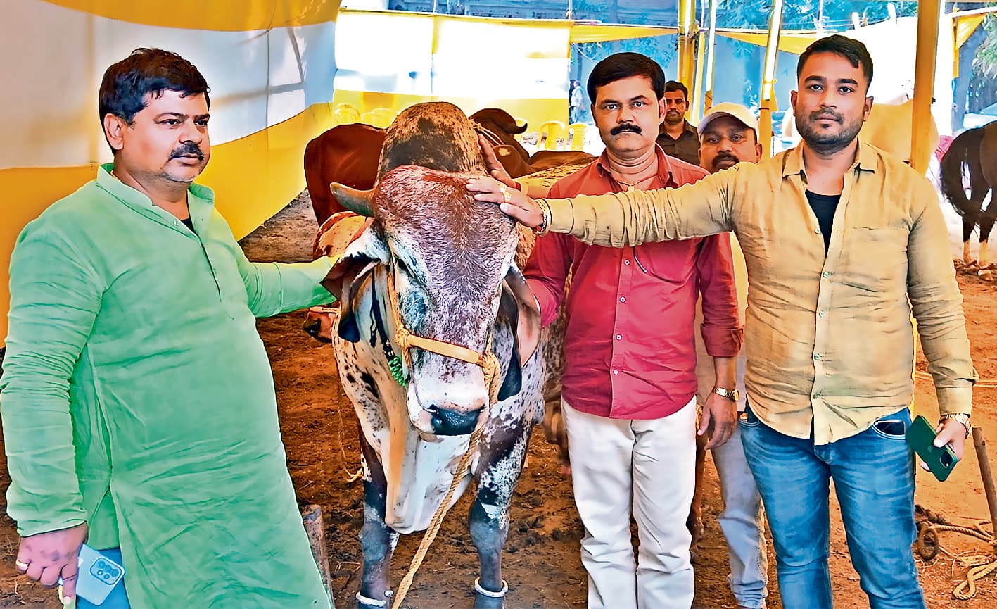 सोनपुर मेला की रौनक बढ़ा रहें मंत्री व विधायकों के घोड़े, गाय व सांड, यहां नंदी और भैंस की कीमत लाखों में