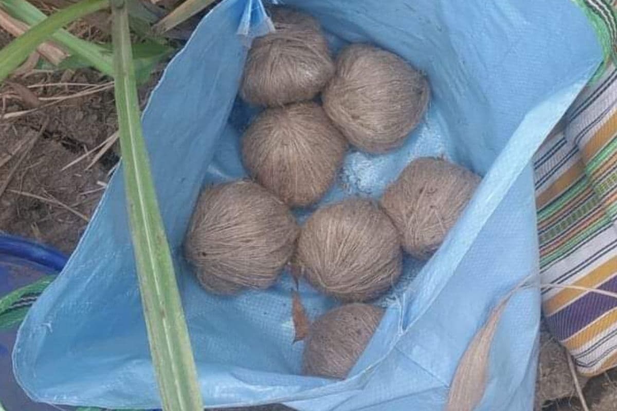 पश्चिम बंगाल: लोकसभा चुनाव से पहले गन्ने के खेत में छिपाकर रखे गए 40 बम मिलने से दहशत, जांच में जुटी पुलिस