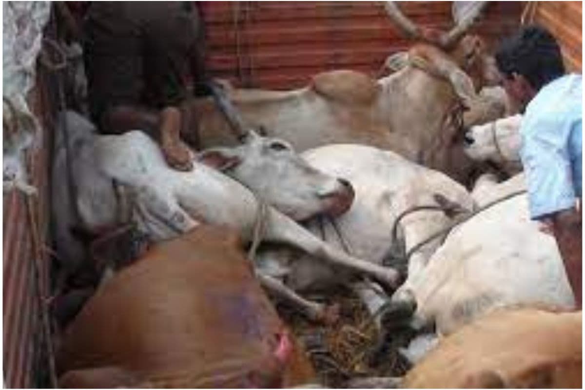 Cattle smuggling in Bihar: जमुई में पुलिस का बड़ा एक्शन, 15 मवेशियों के साथ दो पिकअप जब्त, 6 तस्कर गिरफ्तार!