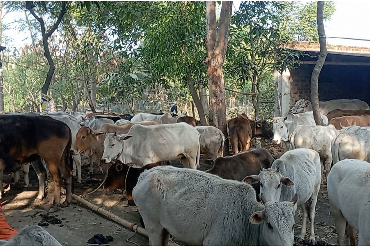 WB News: बीरभूम जिले में नहीं थम रही गौ तस्करी, तीन थाना क्षेत्र से बरामद हुईं 400 गायें