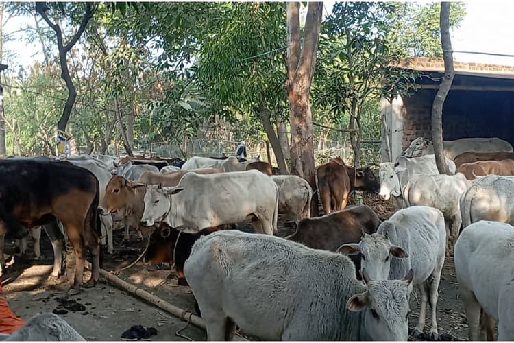 WB News: बीरभूम जिले में नहीं थम रही गौ तस्करी, तीन थाना क्षेत्र से बरामद हुईं 400 गायें