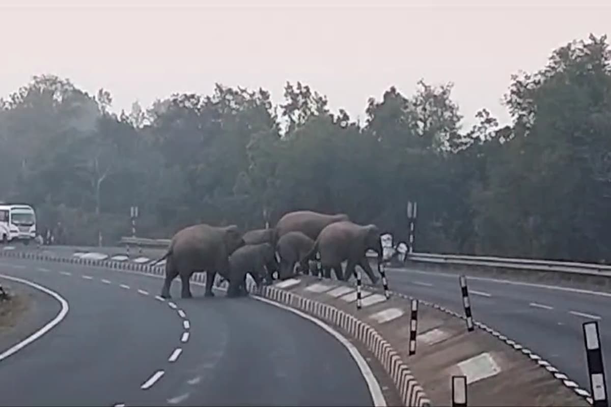 हजारीबाग में एनएच-33 पर 35 जंगली हाथियों का झुंड, काफी देर तक वाहनों का आवागमन ठप