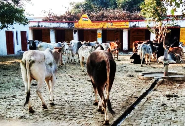 शाहजहांपुर में गजब हो गया, जब स्कूल में बच्चों की जगह दिखे जानवर तो मास्टरजी के उड़े होश, पुलिस को दी खबर