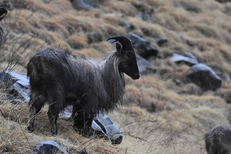 उत्तराखंडः हिम तेंदुए समेत दुर्लभ प्रजाति के वन्यजीवों की मौजूदगी, ट्रैप कैमरों में कैद हुईं तस्वीरें