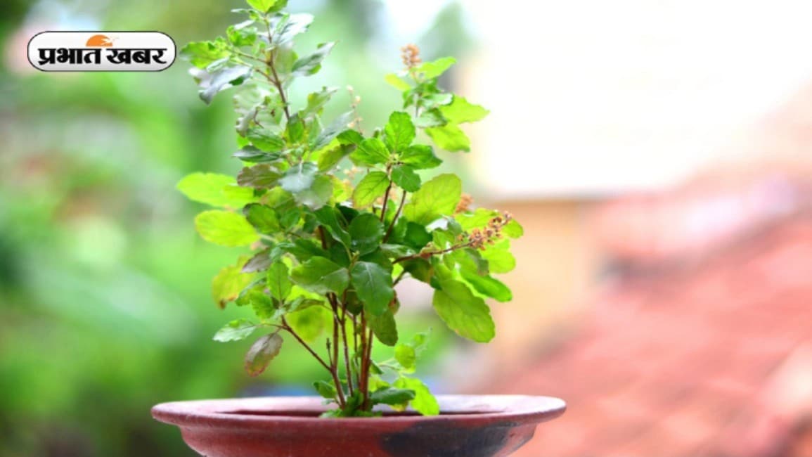 Vastu Tips: घर में है तुलसी का पौधा तो रखें इन बातों का ध्यान, वरना हो सकता है भारी नुकसान