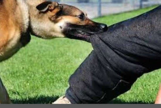 बिहार में कुत्तों के काटने की घटना में 200 गुणा वृद्धि, जानें सबसे ज्यादा किस शहर में इनका आतंक