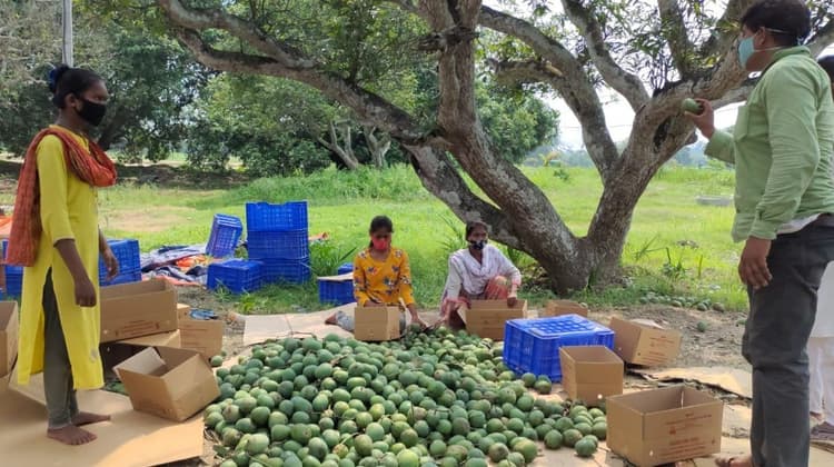 एक क्लिक से हाथों में रसीला आम, बंगाल के इस शहर में वेबसाइट से फलों के राजा की होम डिलीवरी