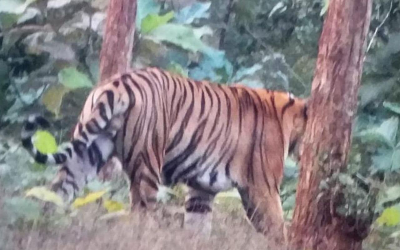 झारखंड के बेतला नेशनल पार्क में बंगाल के टूरिस्ट को दिखा बाघ, कमरे में कैद की तस्वीर