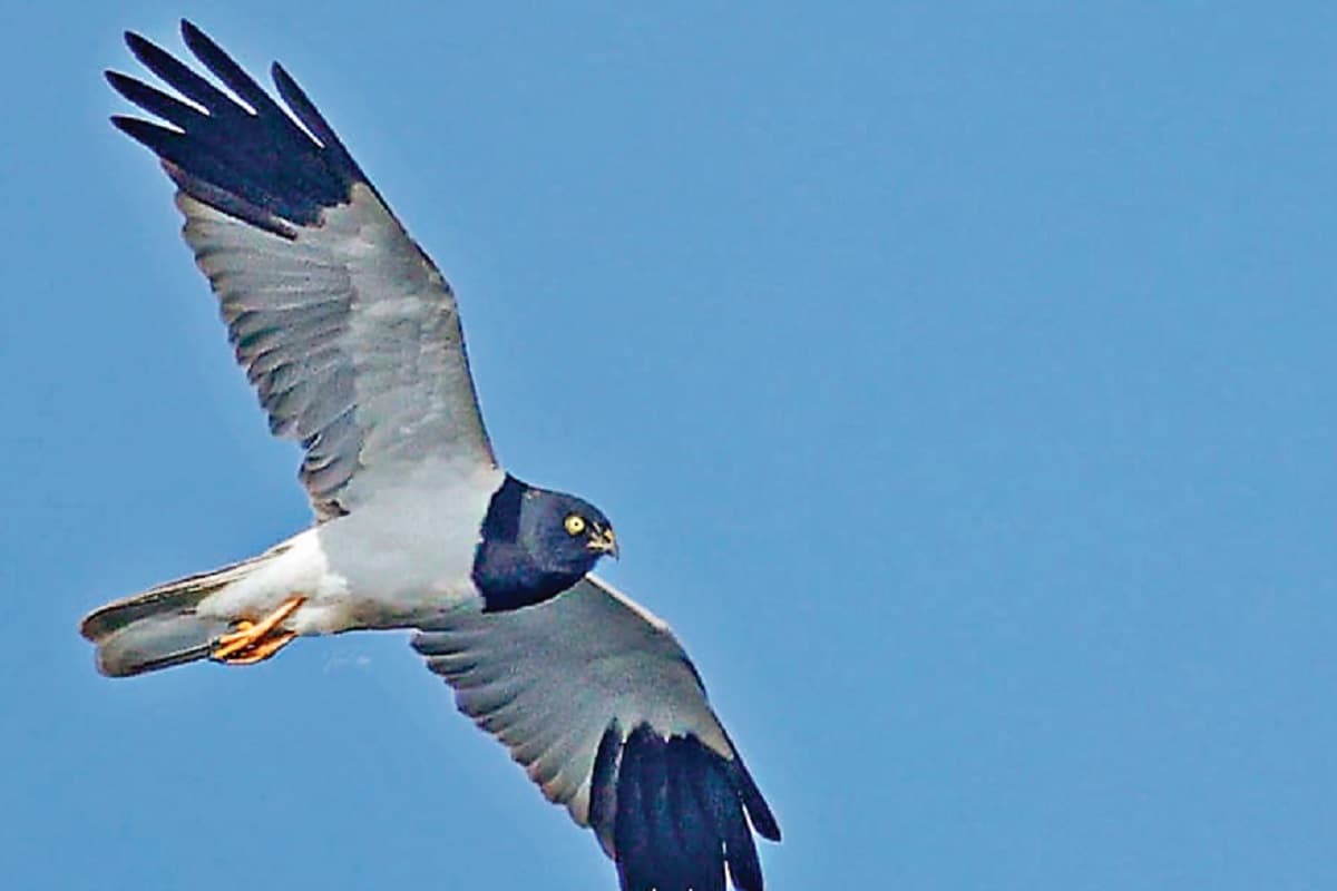 रांची में नजर आये लुप्तप्राय प्रवासी पक्षी, जलाशय हुआ गुलजार