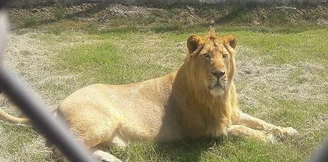 Etawah Lion Safari: शेरनी तेजस्विनी की मौत, लायन सफारी को आबाद करने के लिये गुजरात के गिर से लाई गई थी