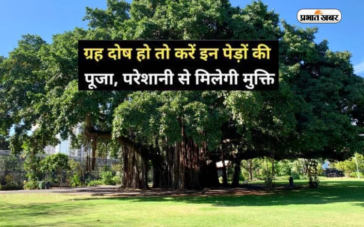 Grah Dosh Ke Upay: ग्रह दोष हो तो करें इन पेड़ों की पूजा, परेशानी से मिलेगी मुक्ति