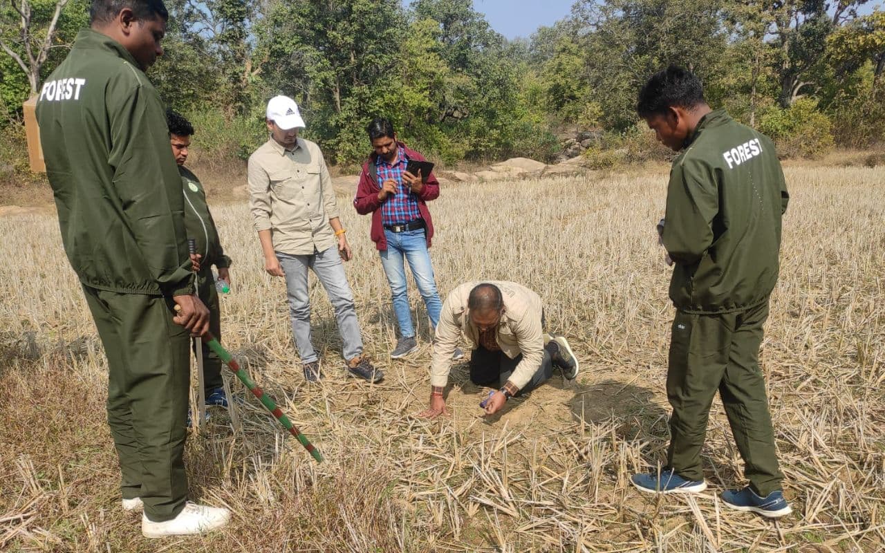 Jharkhand News: गुमला में बाघ का आतंक, कामडारा में चार गायों पर किया हमला, डीएफओ ने की ये अपील