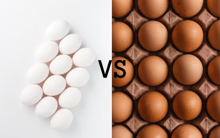 वाईट या ब्राउन, कौन सा अंडा है सेहत के लिए बेस्ट? ये खबर पढ़ दूर हो जाएगी आपकी सारी कंफ्यूजन