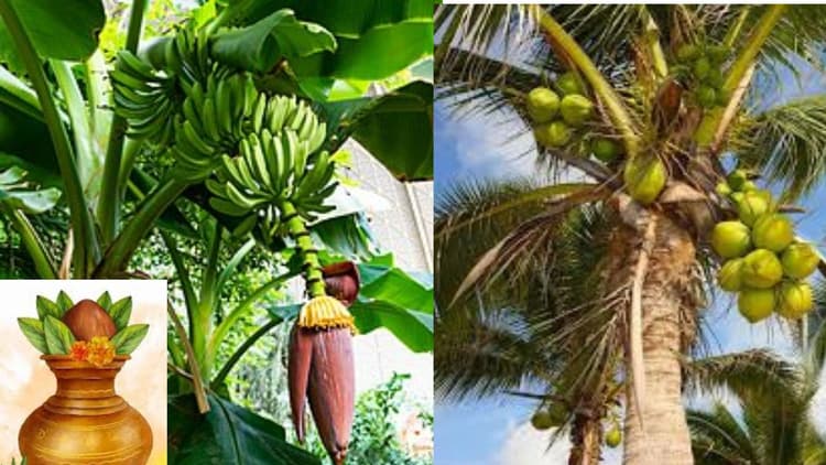Astrology: क्या आपको पता है केला और नारियल पूजा-पाठ में क्यों रखता है खास स्थान, जानों ज्योतिषीय महत्व
