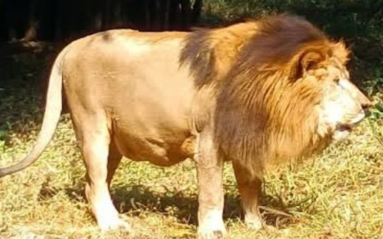 झारखंड: ओरमांझी पार्क के शेर ‘वीरू’ की मौत, 2019 में लाया गया था गुजरात से