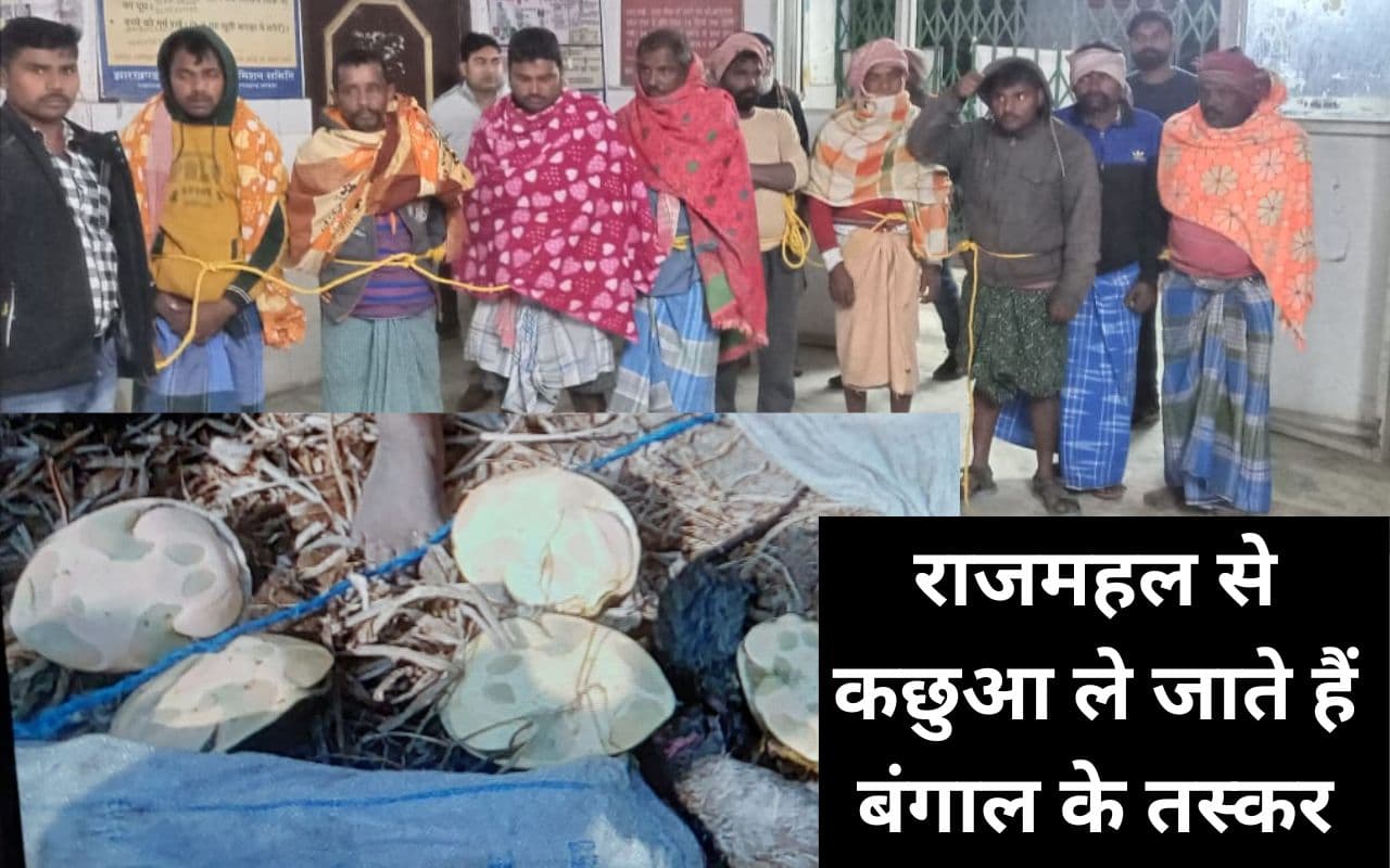 राजमहल : ब्रह्मजमालपुर झील में कछुआ पकड़ रहे पश्चिम बंगाल के 9 लोग गिरफ्तार, 8 कछुआ बरामद