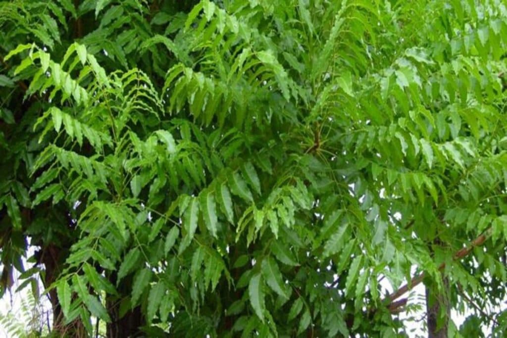 Benefits Of Neem leaves