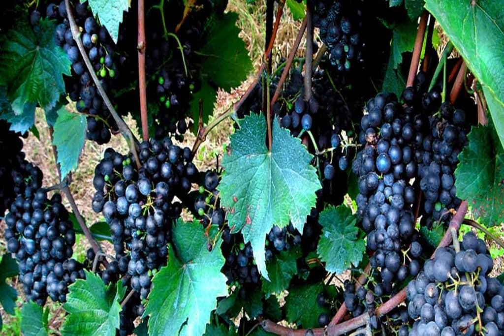 Black Grapes