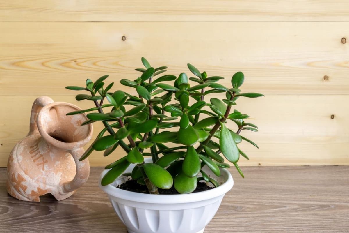 Jade Plant Care: घर की सुख समृद्धि के लिए लगाया जाता है जेड प्लांट, ऐसे करें उसकी देखभाल