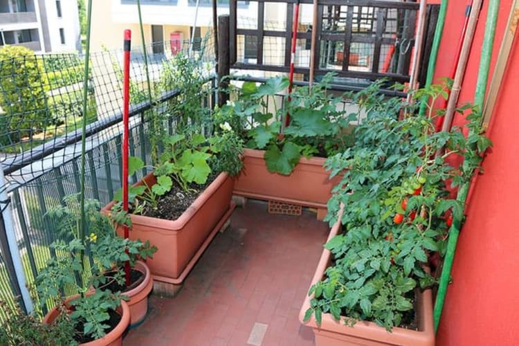 Kitchen Garden Tips: घर के गार्डन में उगाना चाहते है ऑर्गेनिक सब्जियां, तो ये हैं बेस्ट पौधे